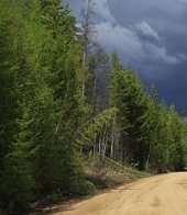 Хвойный лес нна Малханском хребте. Фото М.Ю. Федосеева